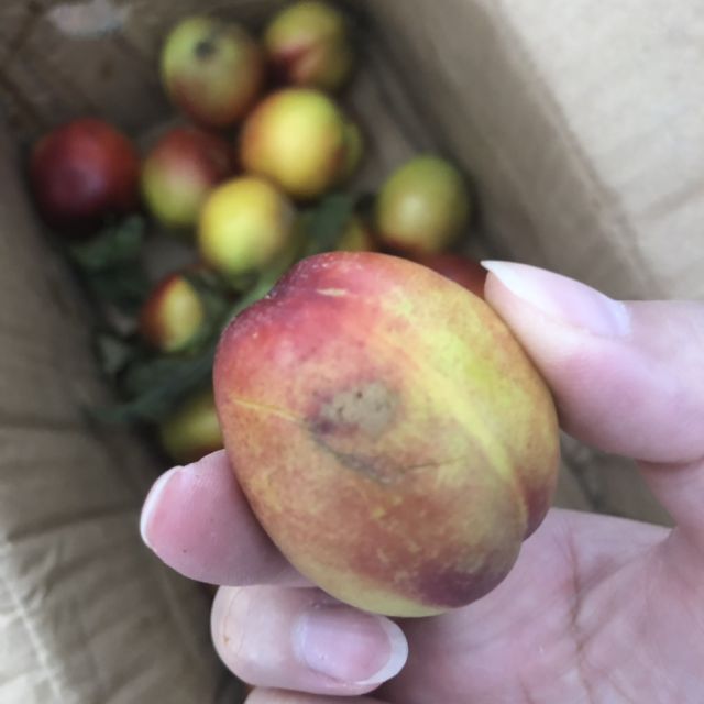 现摘红油桃5斤装单果约60g-100g黄心白心油桃软桃脆桃香甜新鲜孕妇