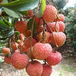 【中華特色】茂名館 鮮果之喜 當季水果白糖罌荔枝5斤箱裝 高州鮮荔枝