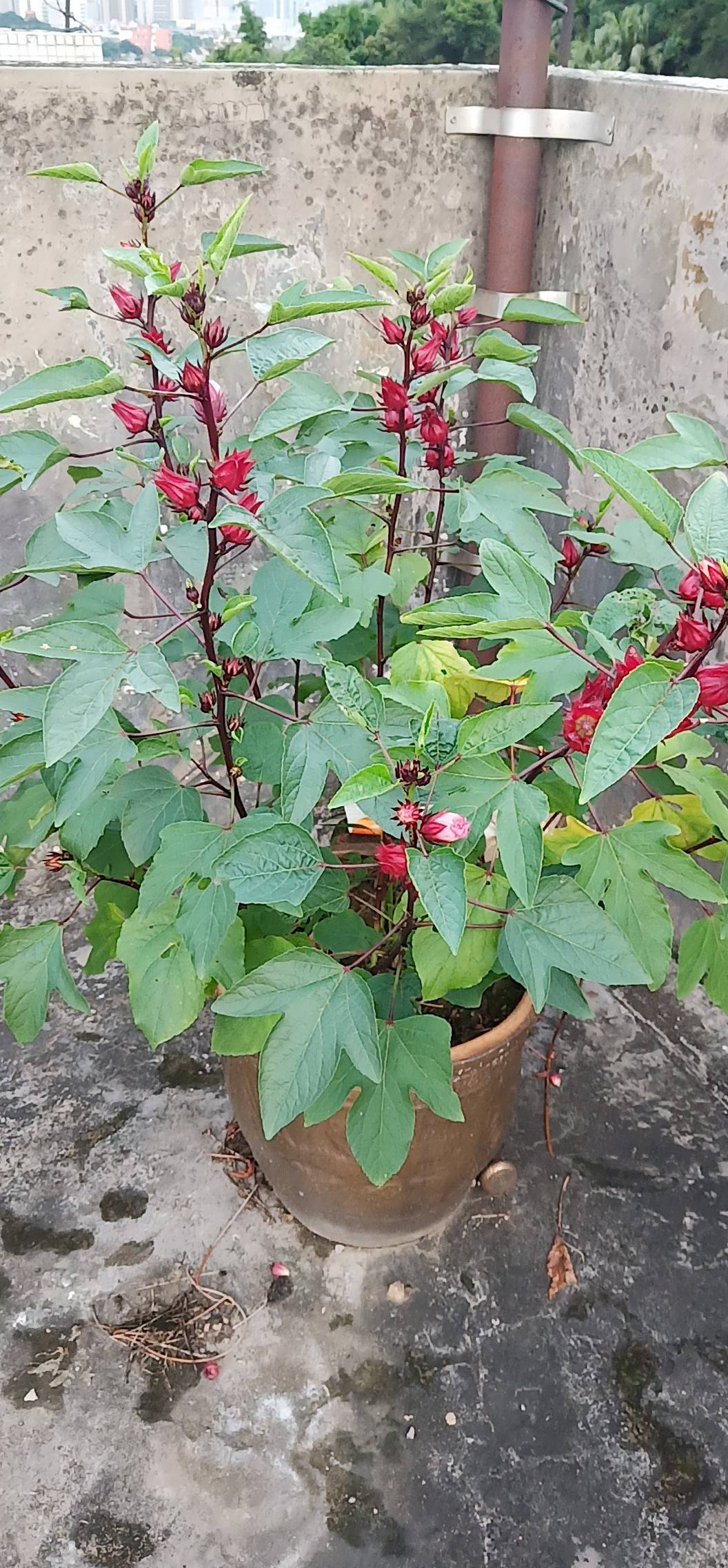 强于 河南温县90cm长沙土铁棍山药2000g新鲜装 怀铁杆山药生鲜蔬菜