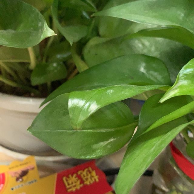 > 王老吉 凉茶 植物饮料 盒装 250ml*24/箱(新老包装交替发货)商品