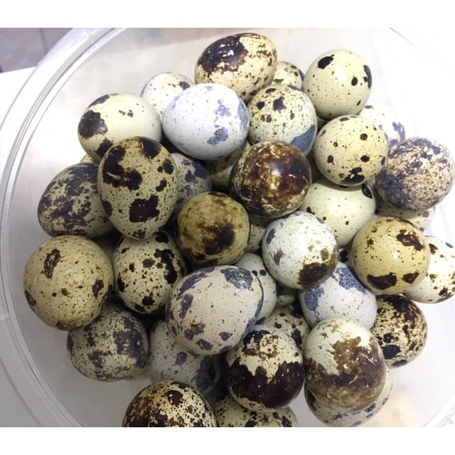 新鲜生鹌鹑蛋25枚破损包赔农家散养宝宝辅食孕妇营养