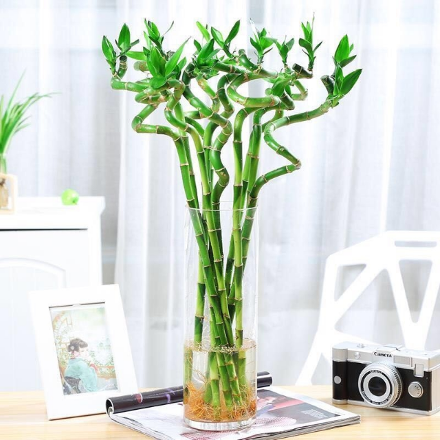 50厘米5颗弯竹云南弯竹竹水养植物净化空气室内盆栽水培直竹瓶绿植
