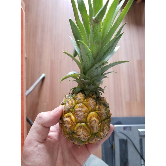 迷你甜心小菠萝4个装 单果重约300-500g菠萝/凤梨头一次见到这么迷你