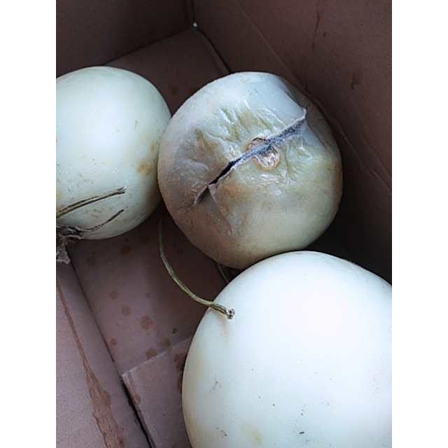 伍品汇 山东玉菇甜瓜新鲜水果现摘现发带箱2.5斤拍2件发带箱5斤净果4.
