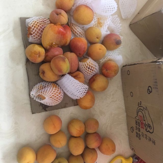 > 陕西金太阳大黄杏2斤 新鲜现摘 酸爽可口商品评价 > 这样也不给赔