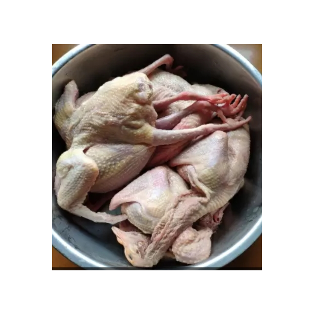 农谣老鸽子新鲜鸽子肉3只装杀前约1600g农家散养现杀现发