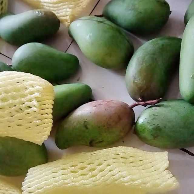 两件起售田阳馆凯特芒果小果25斤单果约150300g新鲜水果原产地现摘现