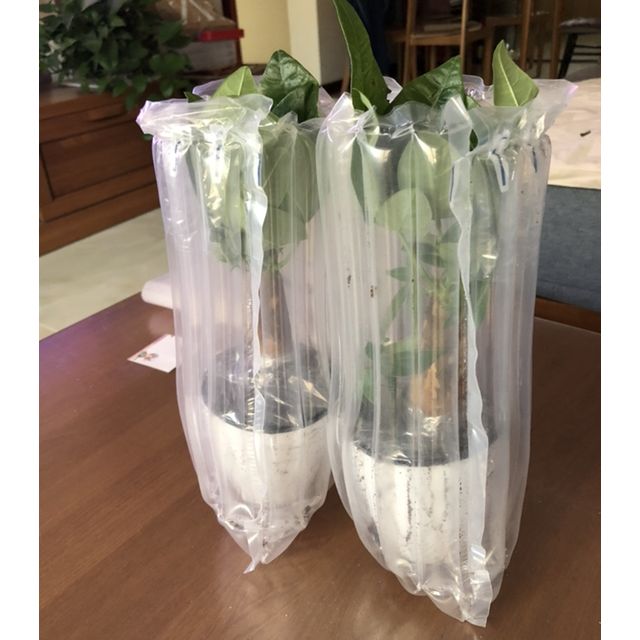 【基地直发】发财树 办公室绿植小盆栽园艺用品包装非常好,两个发财