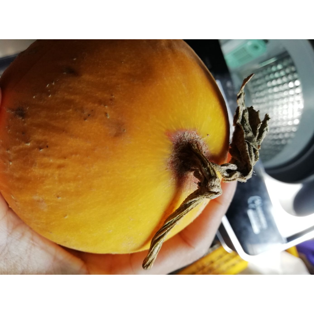 果农富2件起售甘肃民勤沙漠蜜瓜445斤约12个腾格里沙漠黄金蜜瓜黄皮