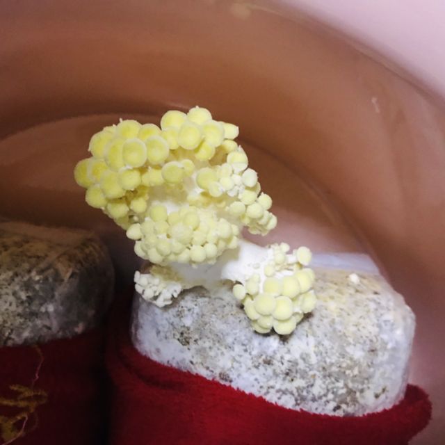 【中华特色】山东馆 阚泽海 榆黄菇食用菌菌种 蘑菇