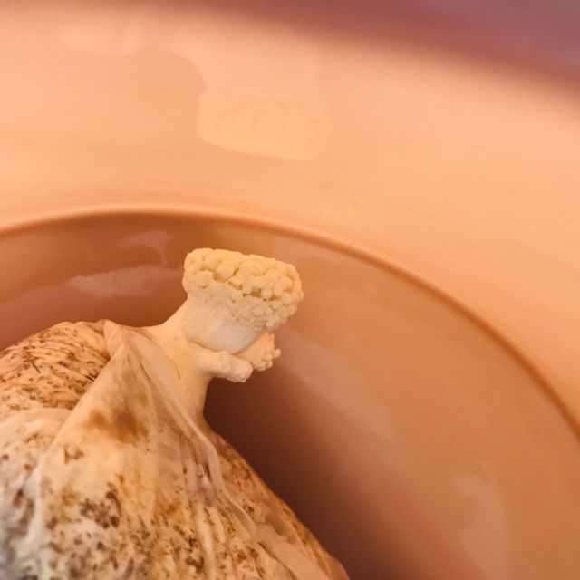 【中华特色】山东馆 阚泽海 榆黄菇食用菌菌种 蘑菇菌包 黄蘑菇 食用