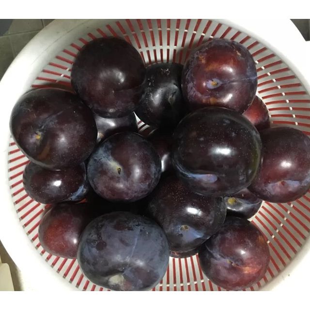 陕西黑布林李子25斤拍4件减8元合并发9斤