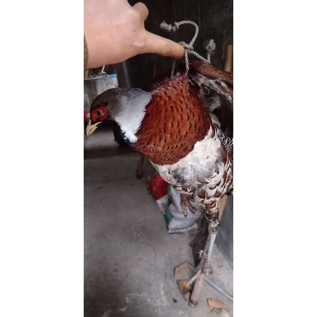 鼎立dingli野兔网野鸡网轮胎线山鸡网尼龙兔子网兔网鸟网防兔网鸡网捕