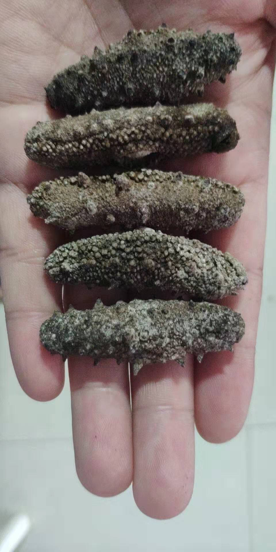 瑞福磷 海参辽参刺参大连淡干小海参干货1只 长度1.5-2cm晒单图
