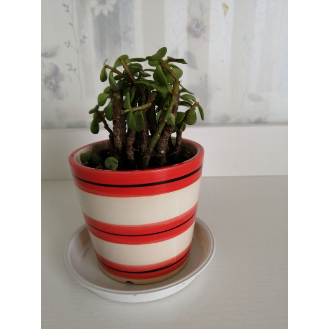 金枝玉叶小型开花盆栽耐干耐湿耐阴不易死不易烂根适合家庭办公幼儿园