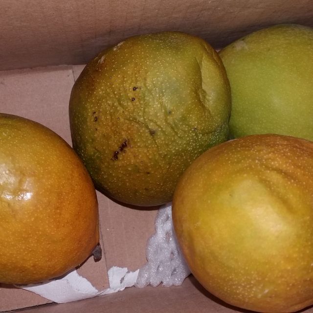 新鲜上市陈小四水果四川攀枝花凯特芒果25斤单果400g起新鲜水果生鲜