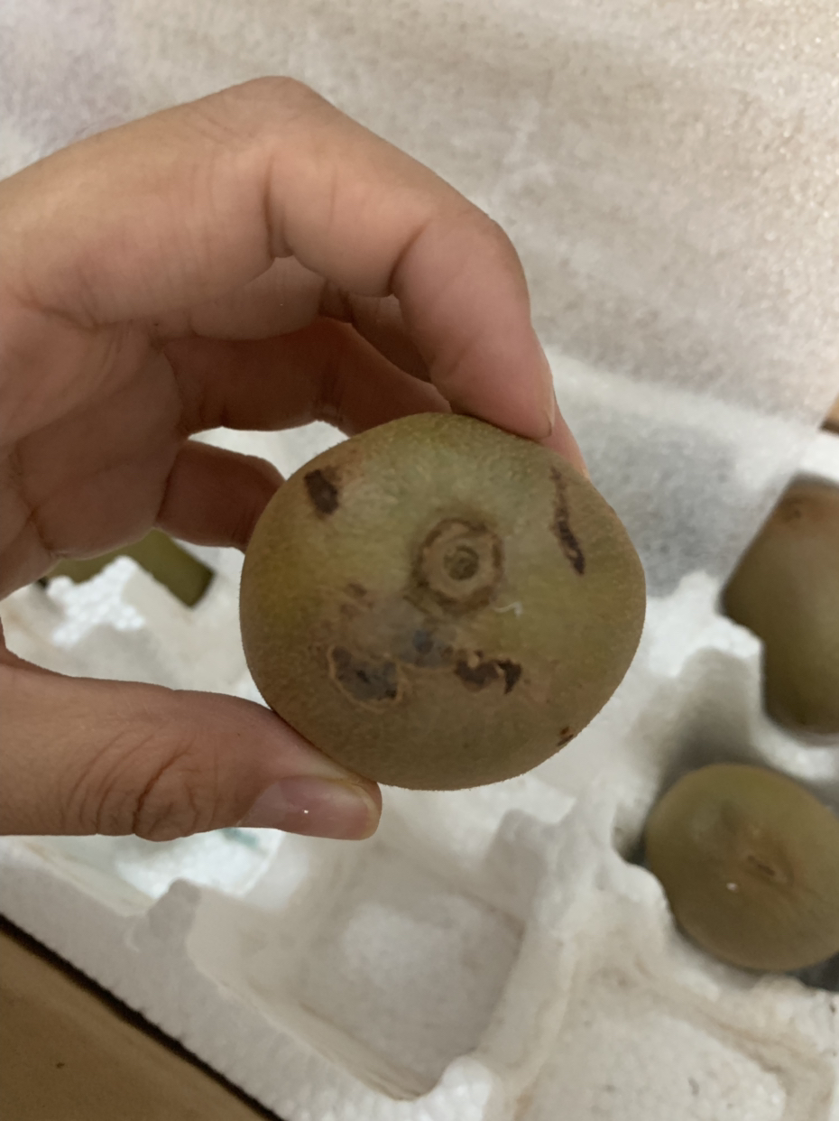 【预售7月25日发货】苗家十八洞 四川红心猕猴桃6个装 单果重70-90g