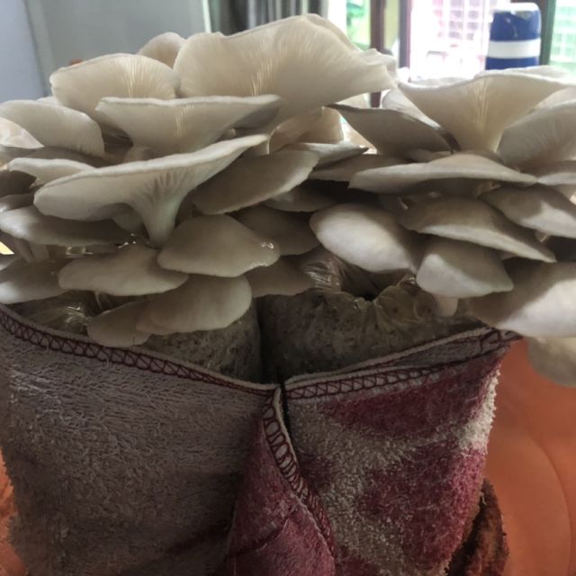 【中华特色】山东馆 阚泽海 秀珍菇菌菇包 食用菌棒菌包 菌种种子多肉