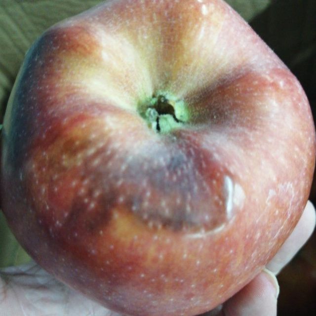 甘肃天水花牛苹果25斤红苹果新鲜水果生鲜水果陈小四水果其他