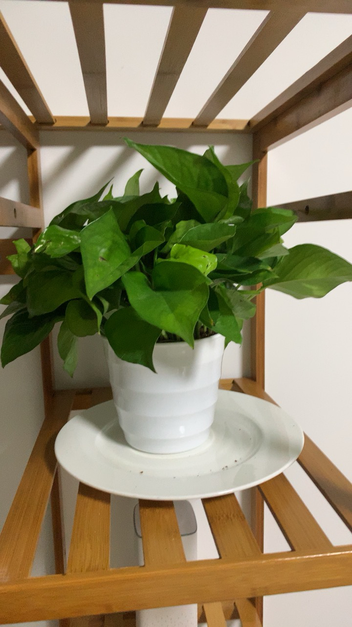 艾荟萃 绿萝盆栽客厅卧室除甲醛空气净化室内植物绿植盆栽水培植 绿萝