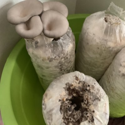 【中华特色】山东馆 鲁青扶贫 香菇菌包 食用菌菌种菌包菌种 蘑菇种子