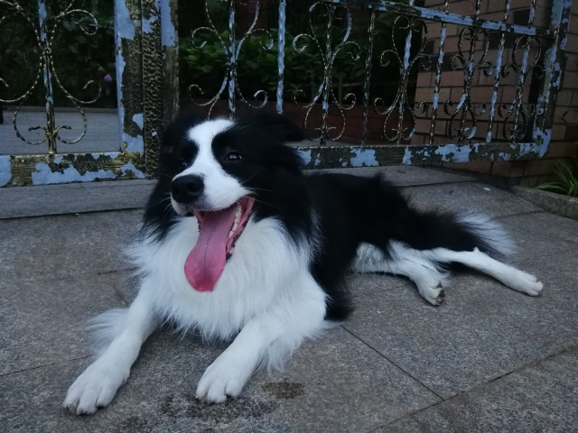 耐威克狗主粮边牧专用成犬狗粮10kg晒单图