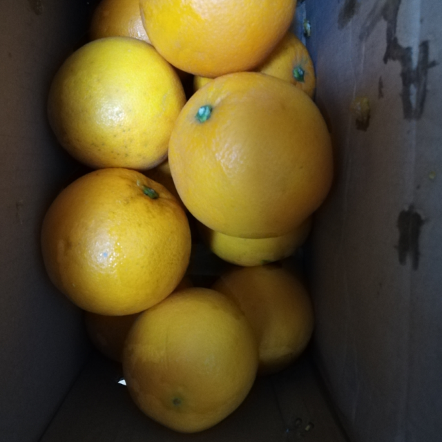 > 尧之谷 四川雅安石棉黄果柑精选大果现摘现发 【收藏加购送开橙器】