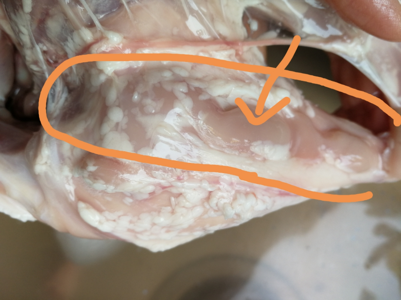 我们为您提供鸭肉卤制品的优质评价,包括鸭肉卤制品商品评价,晒单