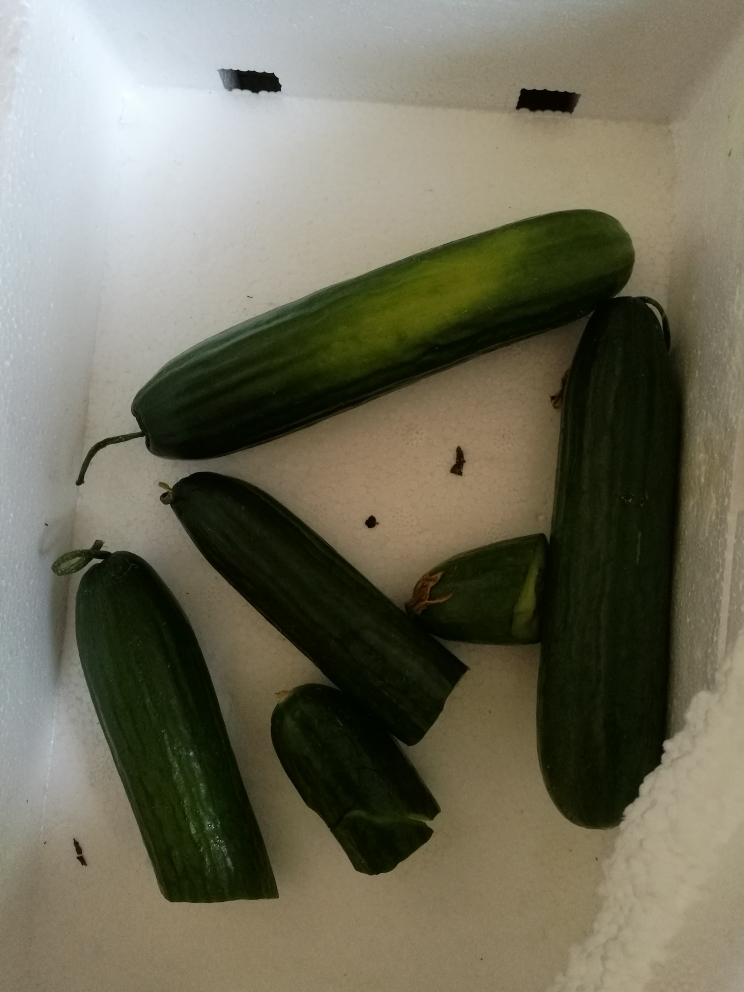 【中华特色】 大荔馆 陕西 零点先到家新鲜小黄瓜水果蔬菜孕妇儿童可