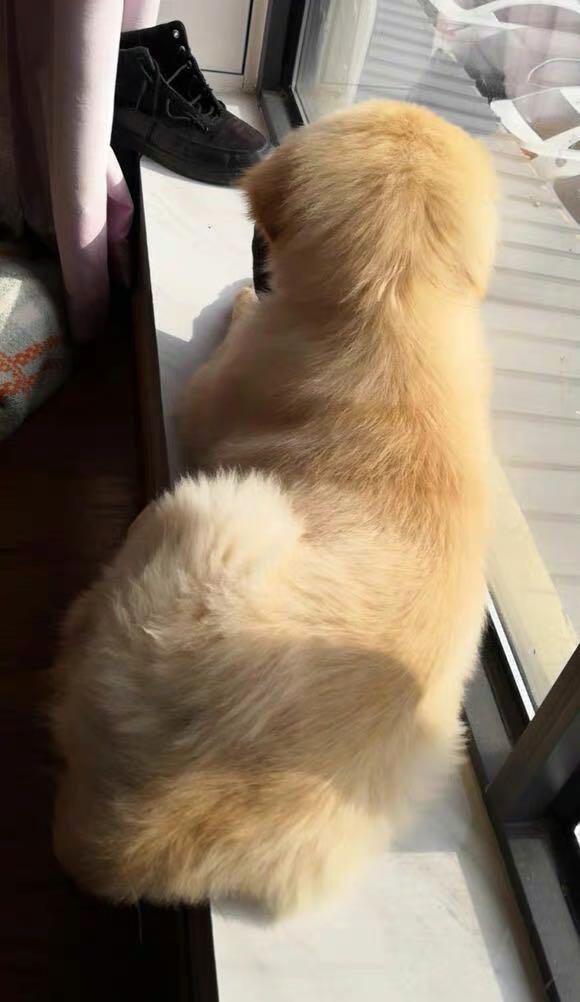 豆乐奇纯种金毛犬 金毛幼犬真狗狗 宠物幼犬导盲犬 家养大头幼犬金毛