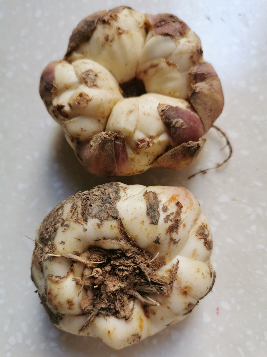 【坏单包赔】2020年新鲜百合2斤漫水河食用苦药百合食用蔬菜非兰州