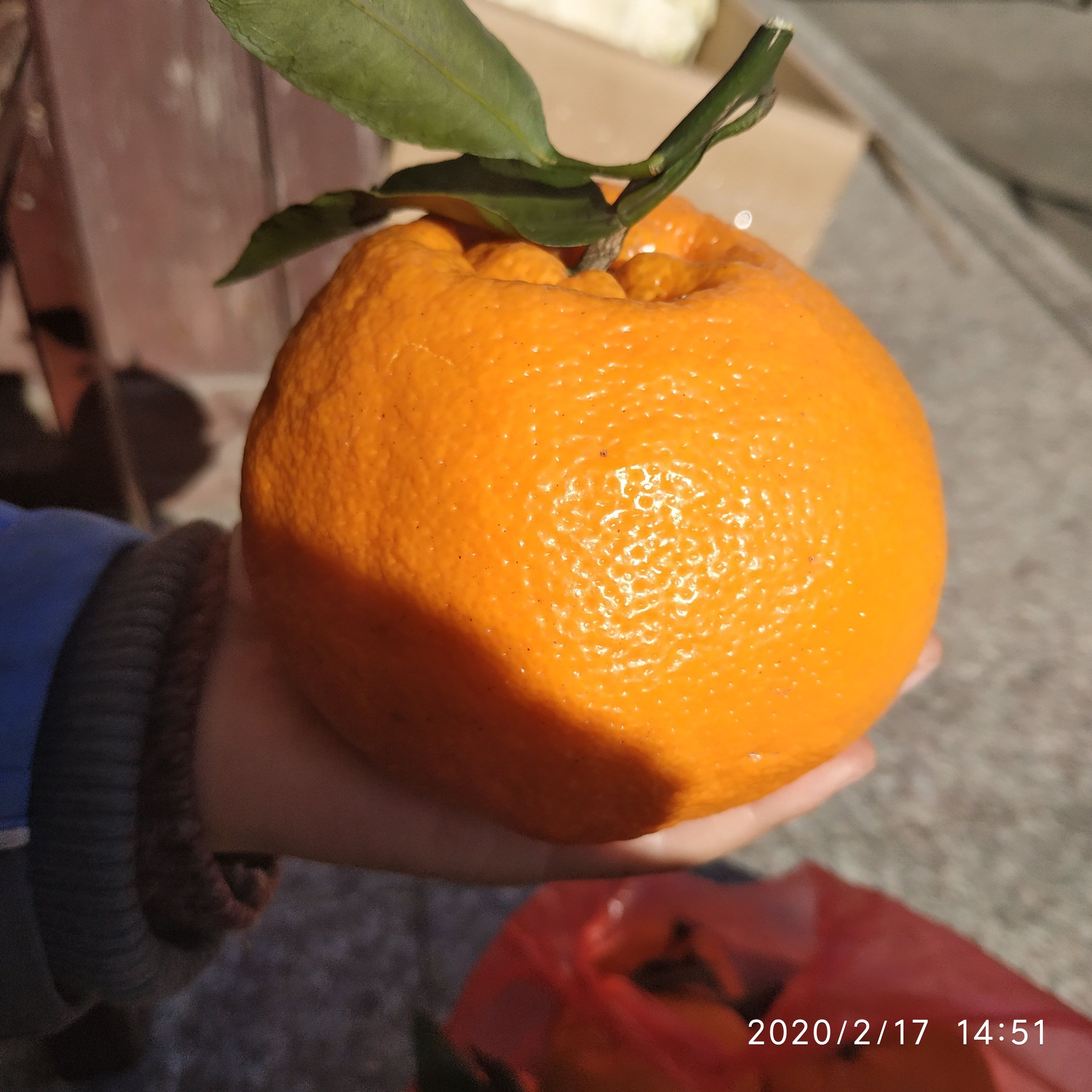 一天吃两个耙耙柑好不好(一天吃两个耙耙柑好不好呀)