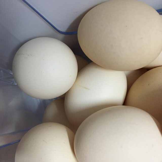 > 五丰鲜鸡蛋30枚/托商品评价 > 鸡蛋不错搽干净放冰箱.