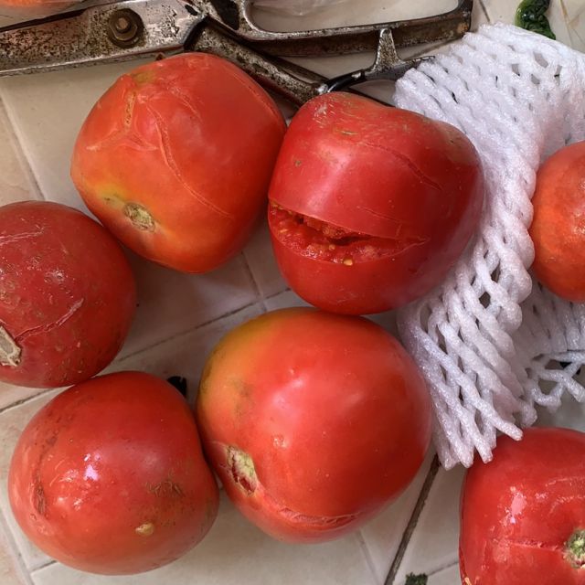 攀枝花露天红囊新鲜自然熟西红柿 5斤 约20-30个 坏果按比例赔付 2月