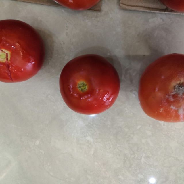西红柿烂掉的图片图片