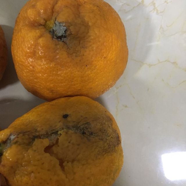 橘子坏的图片大全图片
