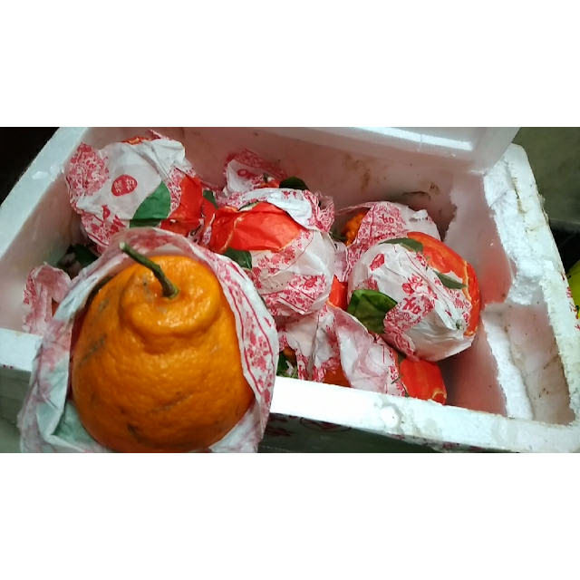 春见的皮能用来做什么(春见的功效与作用和副作用)