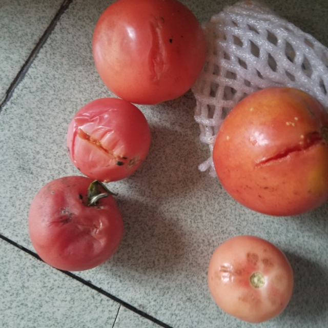 坏掉的西红柿图片图片