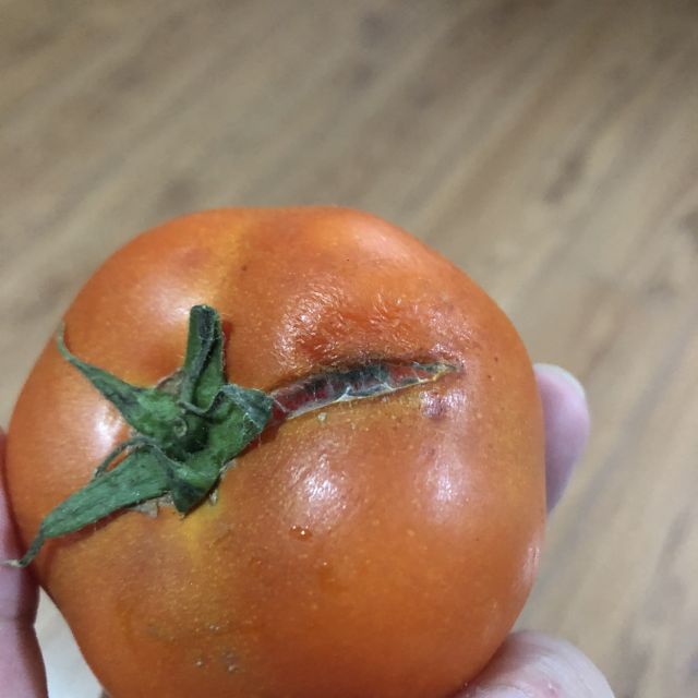 西红柿烂掉的图片图片