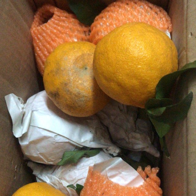 > 四川丑橘不知火粑粑柑 2.