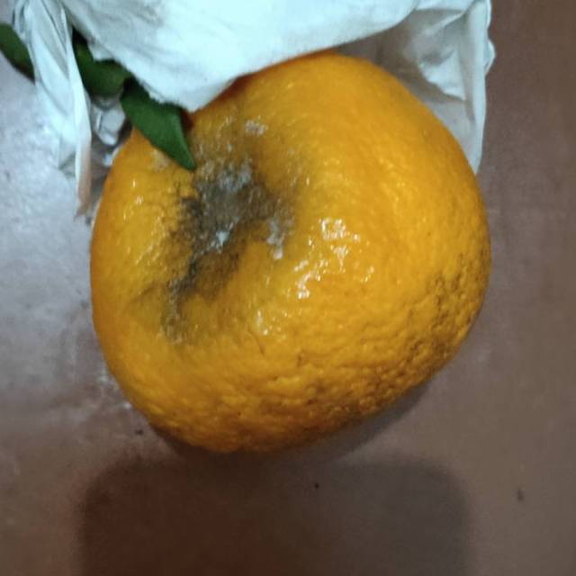 丑橘腐烂的图片图片