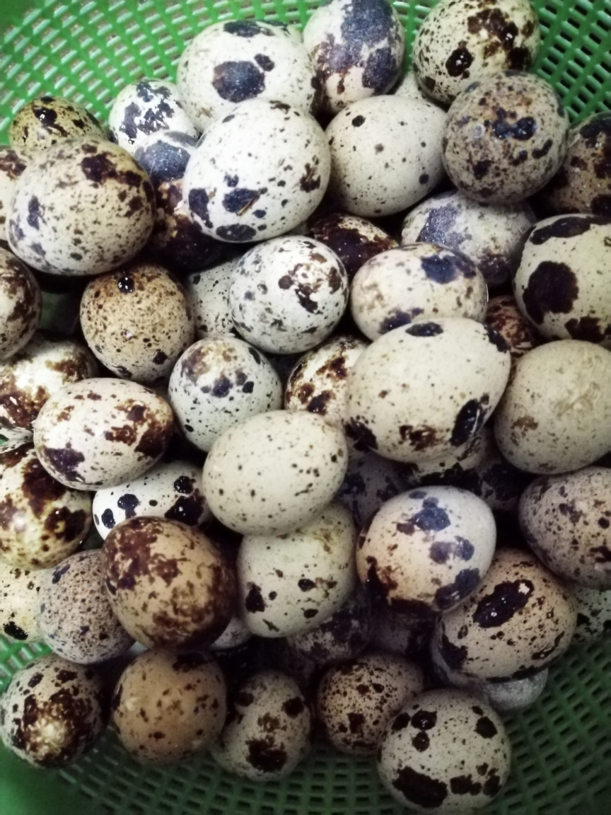 新鲜生鹌鹑蛋50枚装 正宗农家散养 宝宝辅食孕妇营养 非鸡蛋鹅蛋鸽子