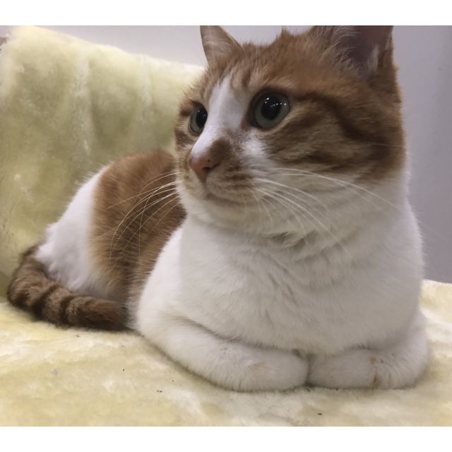 petcureango低敏美毛系列无谷三种鱼全猫粮16磅加拿大进口天然猫粮