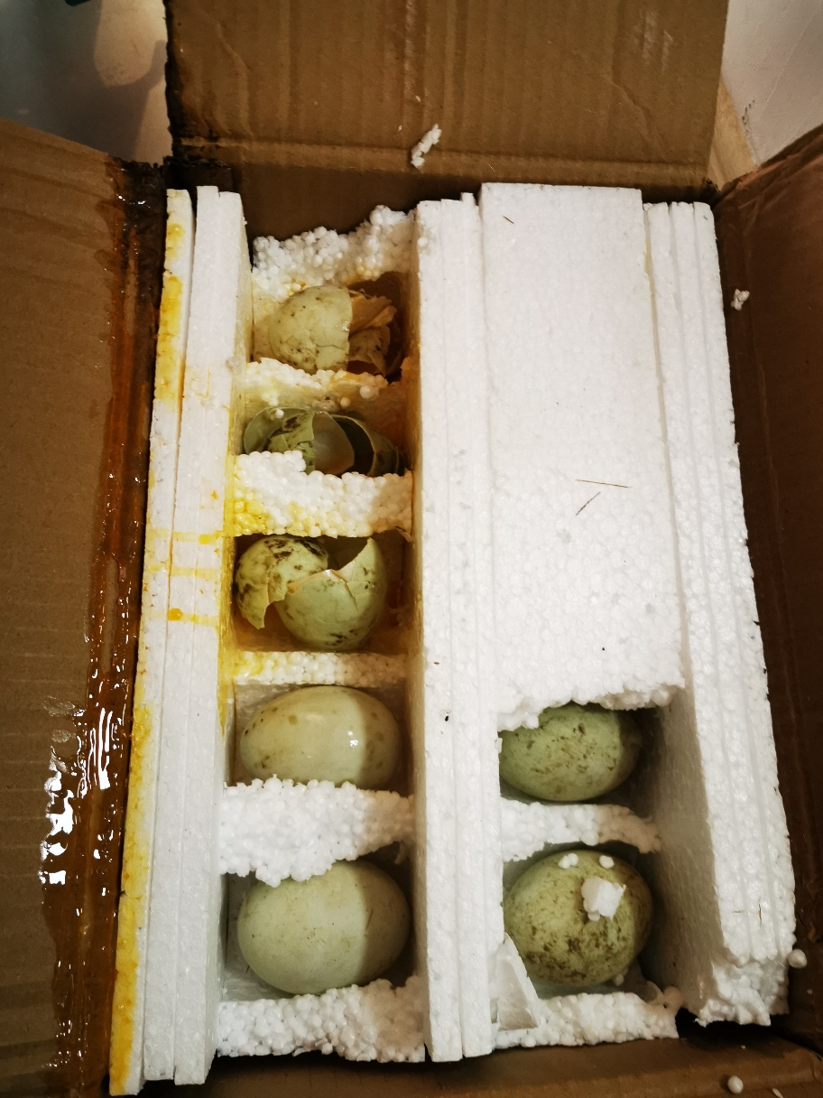 新鲜土鸭蛋30枚装 约60g-75g 生鸭蛋 破损包赔 农家散养 绿壳青皮生