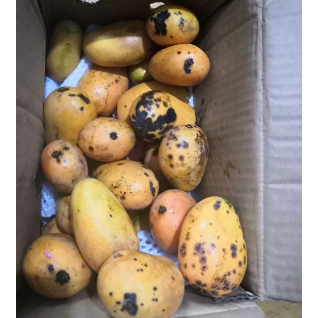 新鲜小台芒果25斤下2单合并发货带箱5斤新鲜现摘鲜嫩多汁009