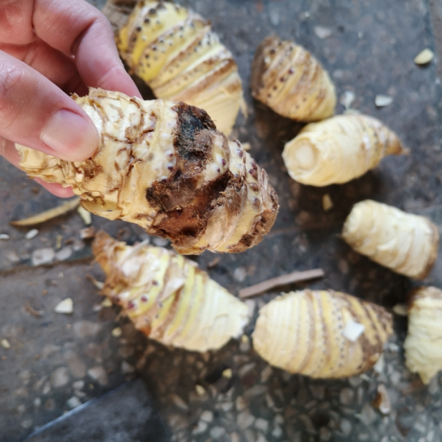 > 【每天现挖】野生黄泥春笋毛竹笋江西特产1斤 坏笋包赔 5的倍数拍