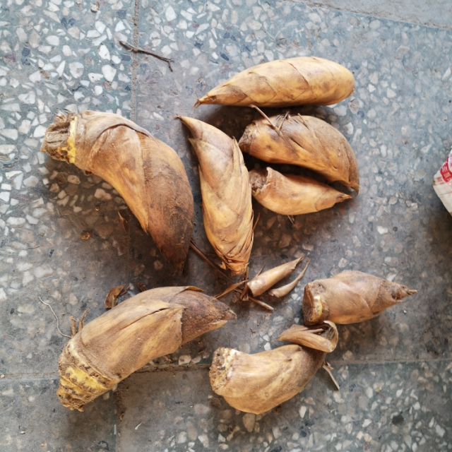 > 【每天现挖】野生黄泥春笋毛竹笋江西特产1斤 坏笋包赔 5的倍数拍