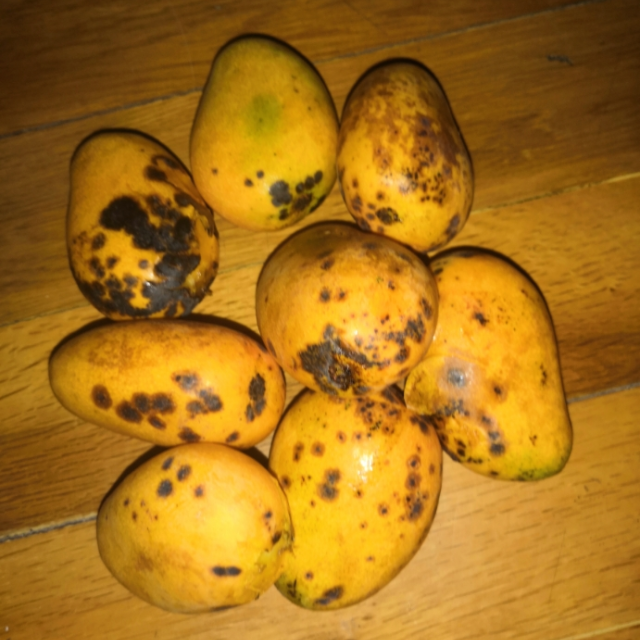 新鲜小台芒果25斤下2单合并发货带箱5斤新鲜现摘鲜嫩多汁009