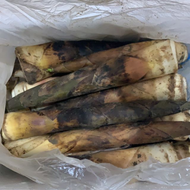 临安羊毛笋现挖竹笋保鲜发货新鲜油焖鲜笋非春雷笋到5月中1斤5倍的数