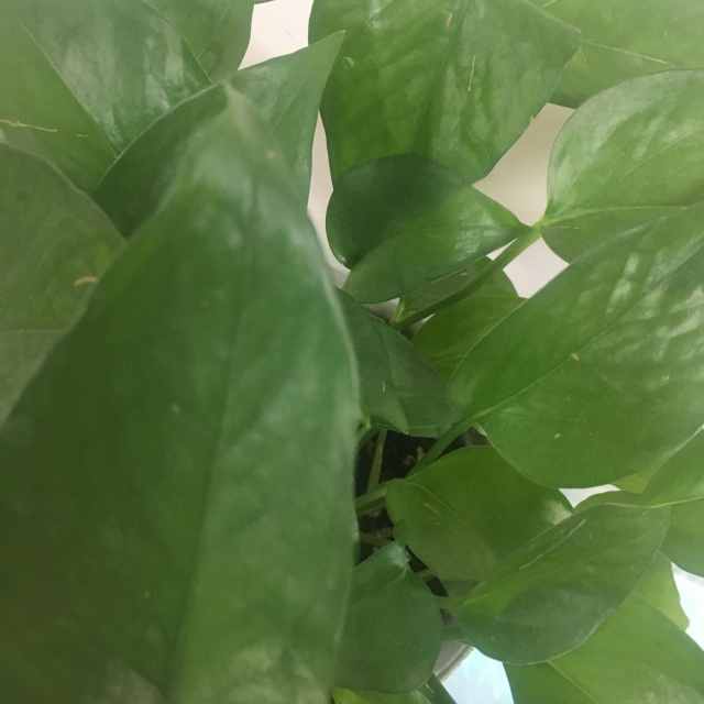 利群(新版)商品评价 好